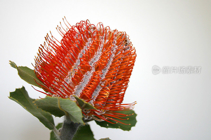 Banksia Coccinea花肖像-近距离特写